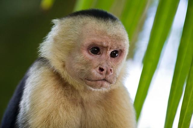 Franciscan Capuchin's New Role in Guinea Bissau Marks a Milestone for Lusophone Africa