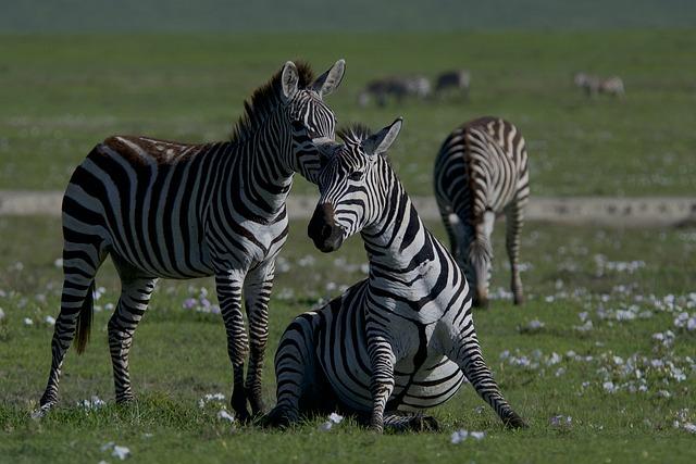 Unique Flora and ‌Fauna:⁣ A Biodiversity​ Hotspot