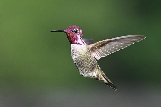 Challenges in Wildlife Photography: Navigating Congo's Complex Terrain