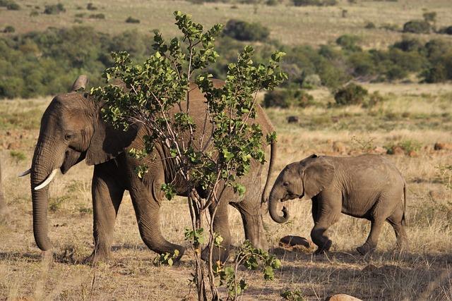 Adventure ‌Awaits: Exploring the Diverse Landscapes of Ivory Coast