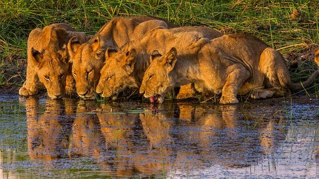 Saving the‍ Okavango ⁣- ‌The Nature Conservancy