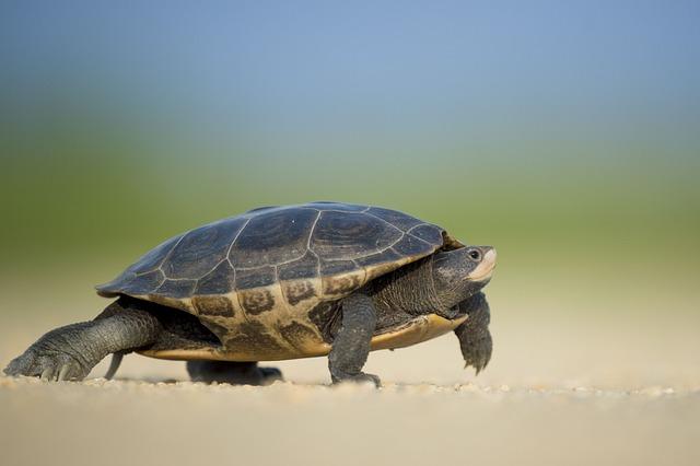 Innovative Research and Technology Driving Turtles' survival