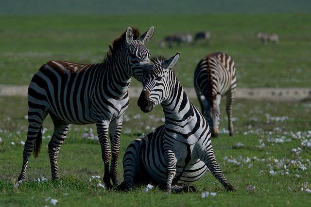 Nature and Wildlife: A Closer Look at Unique Ecosystems