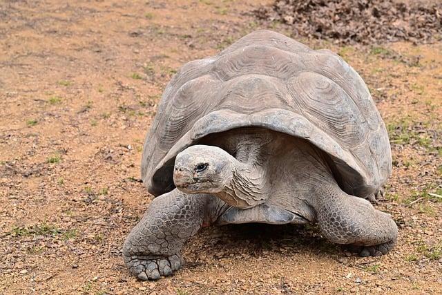 Impact of Recent Flooding on Tortoise Populations at Madagascar Sanctuary