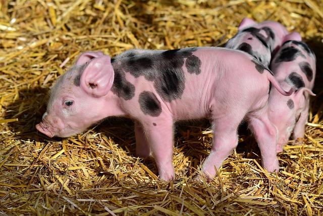 Key Challenges Facing Pig farmers in East African Nations