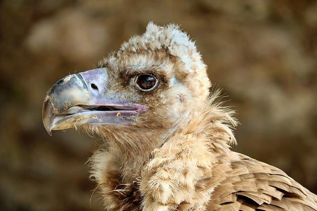 Hooded vultures‍ in ghana and South Africa on‍ the brink,⁣ study says⁣ - Mongabay.com