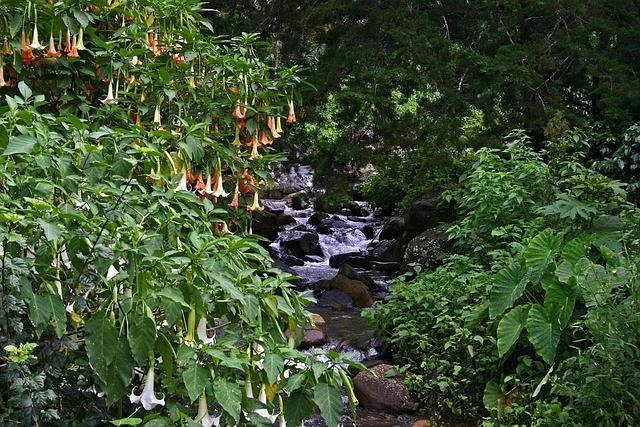 Navigating the Complexity of Solanaceae Diversity