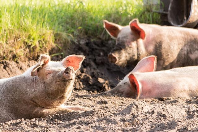 Future⁤ Trends in East African Pig Farming: Opportunities and Threats