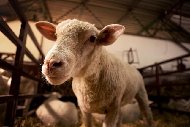 Revolutionizing livestock farming in Cameroon: the power of productive partnerships - World Bank Group