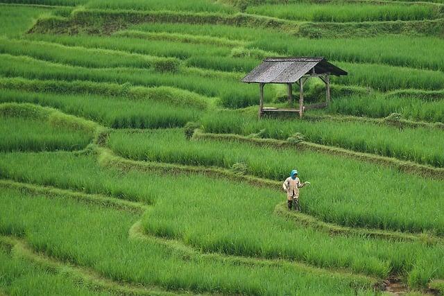 Challenges and Opportunities in Malawian agriculture