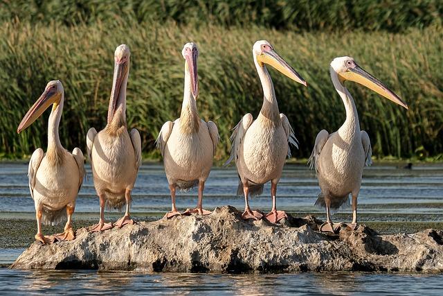 The Role of The Nature⁢ Conservancy in Environmental Restoration