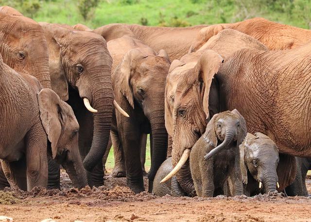 Socioeconomic Factors Contributing to the Decline in Africa’s Elephants