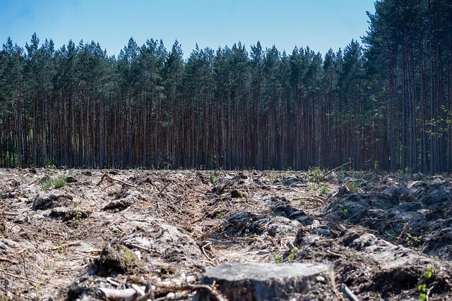 Deforestation Crisis in Benin's Sacred Forests