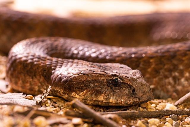 Ecological Impact of Introduced Species on Native Biodiversity