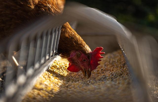 Innovative Technologies Transforming Poultry Disease Management