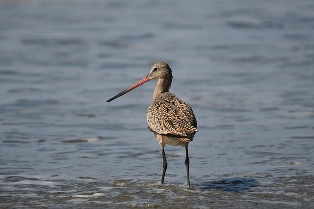 Birdwatching ⁣Adventures‍ in Africa's Lesser-Known Ecosystems