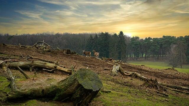 deforestation: an alert from the islands of ⁤São Tomé​ and Príncipe - ThinkLandscape
