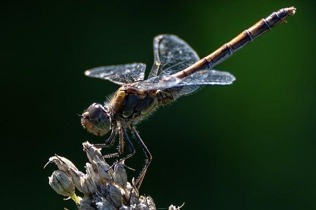 Identifying the Insect: Characteristics and Habitat Preferences