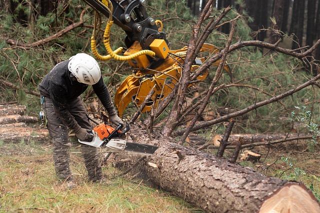 The Role of International ‌Partners in Combating Illegal Logging