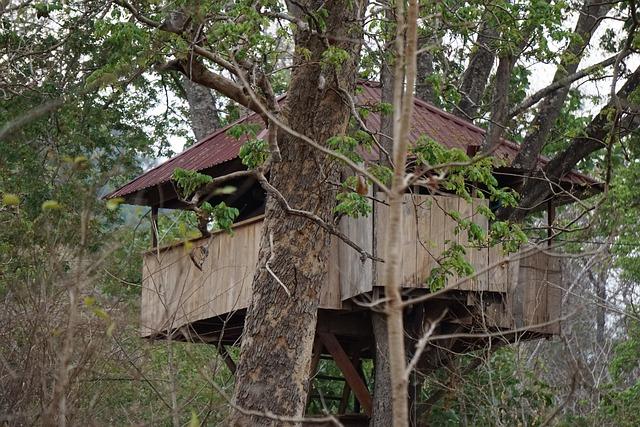 The Unique Experience of ‌Sleeping Among the Trees in Africa