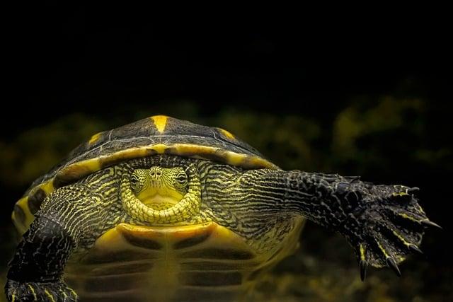 Efforts to Protect Endangered Turtle populations in Sao Tome and Principe