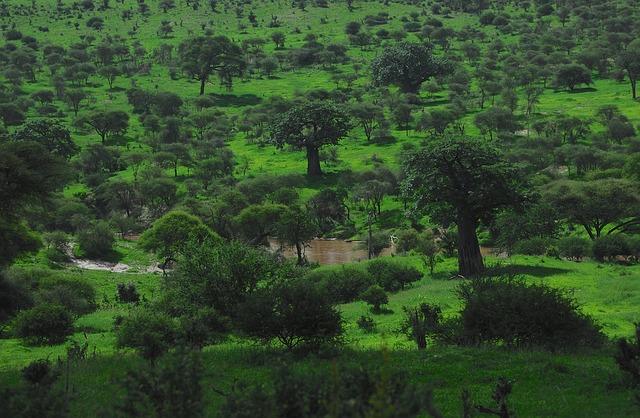 Impact of Climate Change on Baobab Populations in Madagascar