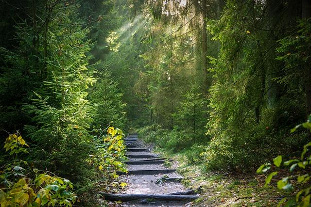 Impact of Forest Degradation on Biodiversity in Kenya