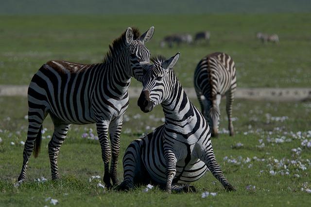 Discovering Unique Ecosystems in the Serengeti National Park