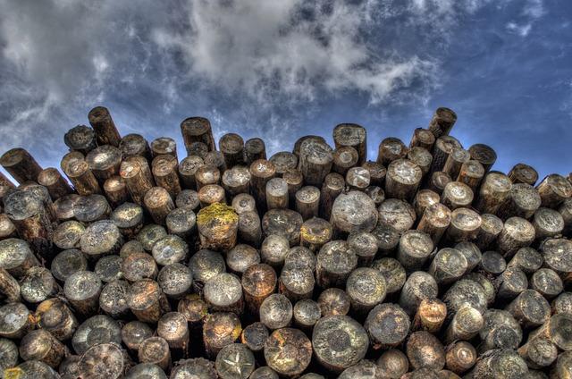 Understanding the ⁣Impacts of a Vague Logging Ban