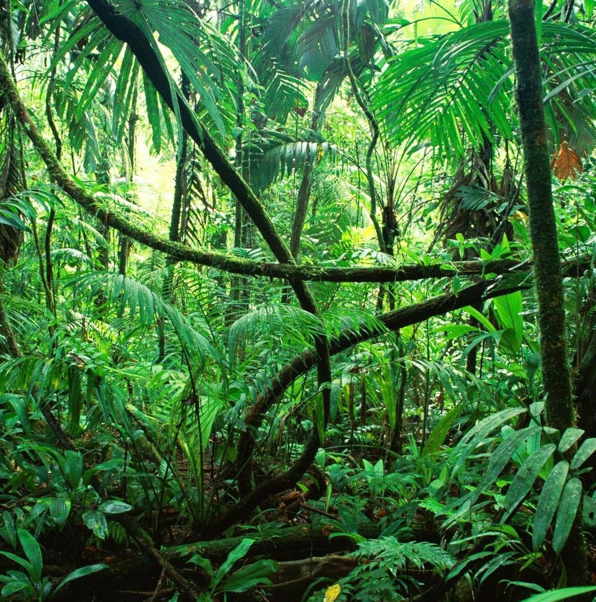 Threats to the Rainforest Floor and ⁣Conservation ‍Efforts