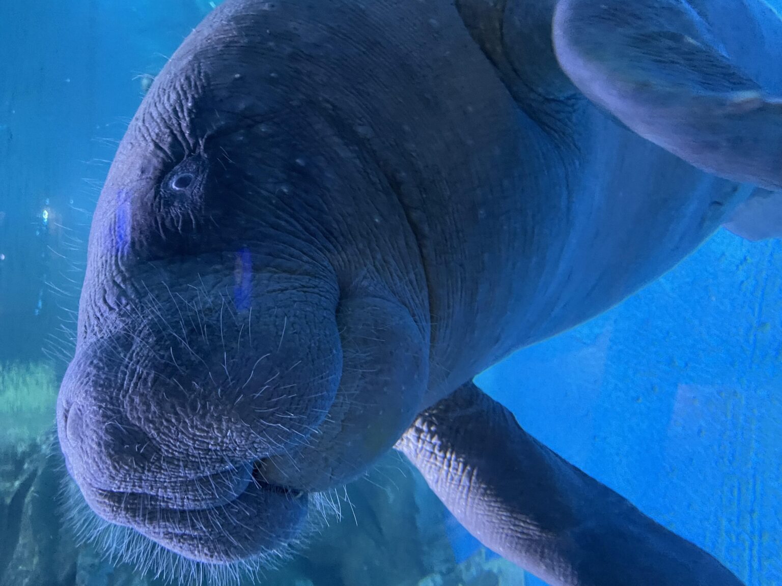 Saving the mysterious African manatee at Cameroon hotspot – Phys.org
