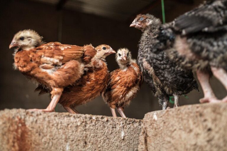Can Climate-Resilient Chickens Help Fight Poverty? – The New York Times