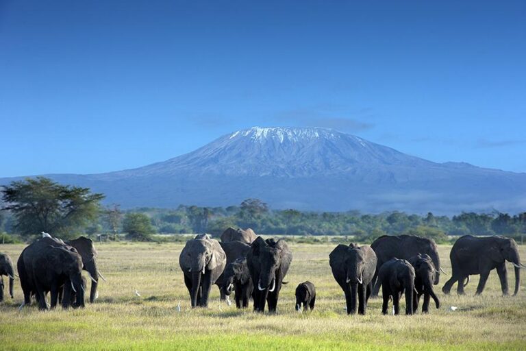 Tanzania extends foreign currency restrictions – African Law & Business