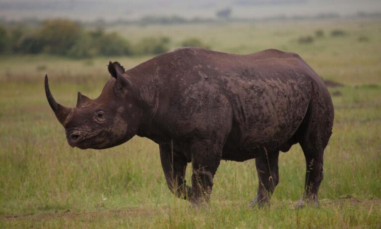 Rhinos went extinct in Uganda 40 years ago. Now, a private ranch is home to almost 50 – CNN
