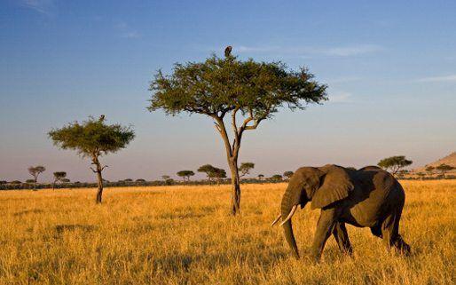 Kenya’s strategic shift to regional defence, security diplomacy – ZAWYA