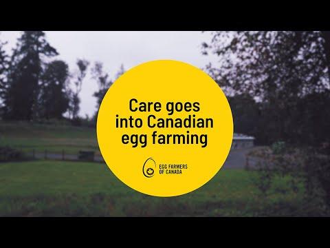 Canadian egg farmers celebrate Eswatini partnership – Manitoba Co-operator