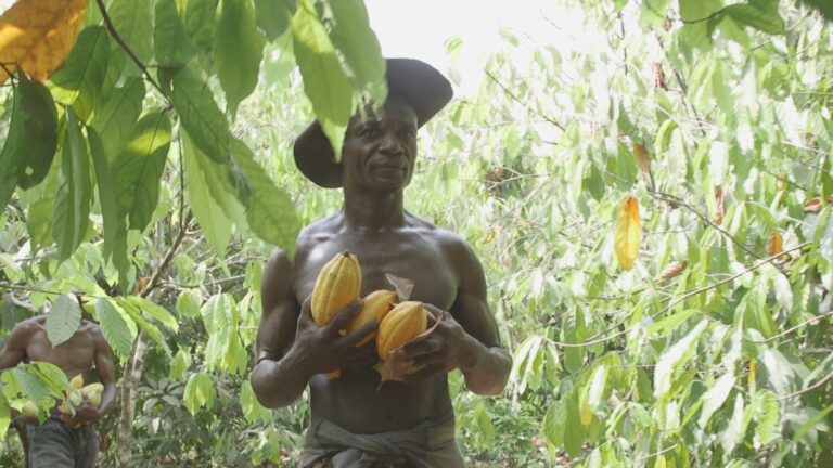 A new generation of Angolan cocoa growers is to undergo training in Brazil – Macao News