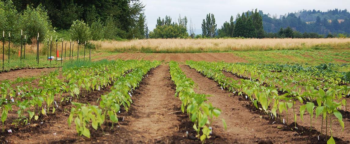 Potential Benefits for Agricultural Ecosystems and Sustainability Initiatives