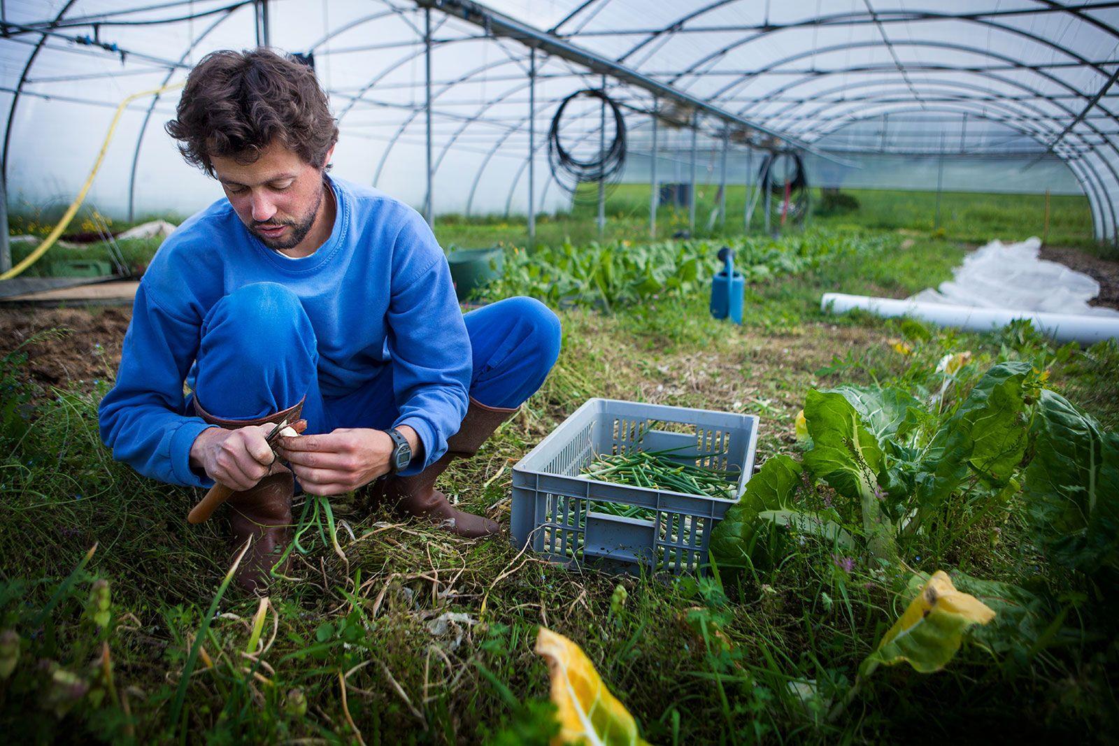 Innovative ⁣Solutions for Sustainable ⁢Agriculture in Guinea