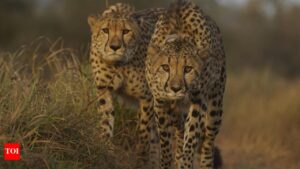 India Welcomes 8 Cheetahs from Botswana: Exciting Arrival of 4 Next Month!