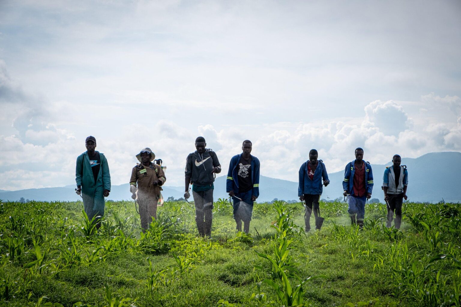 Record grain harvest showcases resilience of South Africa farmers – ZAWYA Record grain harvest showcases resilience of South Africa farmers – ZAWYA