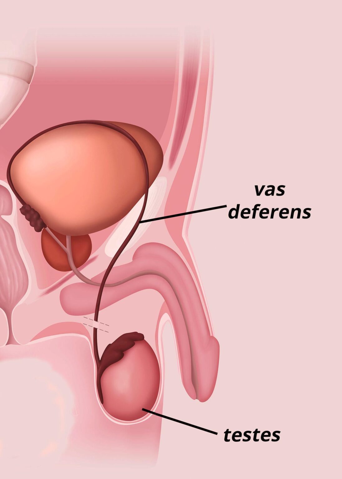 Africa Overview: November 2024 – ACLED Africa Overview: November 2024 – ACLED