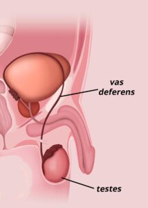 Africa Overview: November 2024 – ACLED