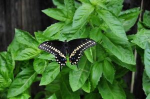 How Europe and Africa can unlock tech opportunities through stronger collaboration – The World Economic Forum