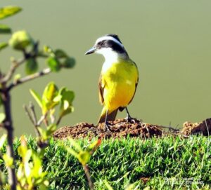 Tanzania 1-1 South Africa (11 Jul, 2025) Final Score – ESPN