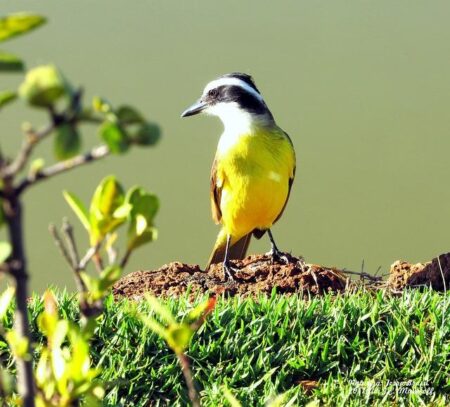 Tanzania 1-1 South Africa (11 Jul, 2025) Final Score – ESPN