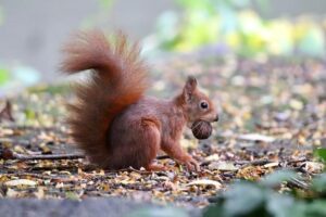 Accelerating response to end Ebola outbreak in the Democratic Republic of the Congo – WHO | Regional Office for Africa