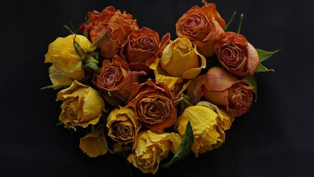 Nigeria’s polio battleground – Nature Nigeria’s polio battleground – Nature