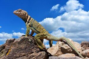 Nigeria : government drops planned 15% import duty on fuel products – Africa News Agency