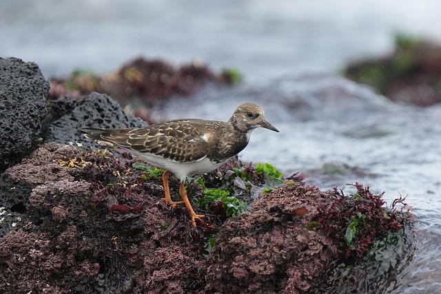 How AI could transform Africa’s economies – thenationalnews.com